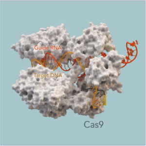 CRISPR Genom Düzenleme